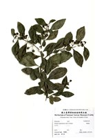 藏品(瑪瑙珠)的圖片